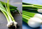 Scallions vs Spring Onion