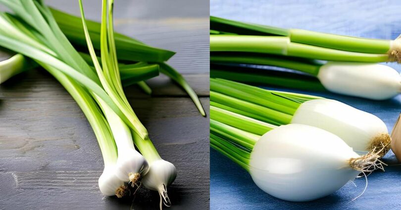 Scallions vs Spring Onion