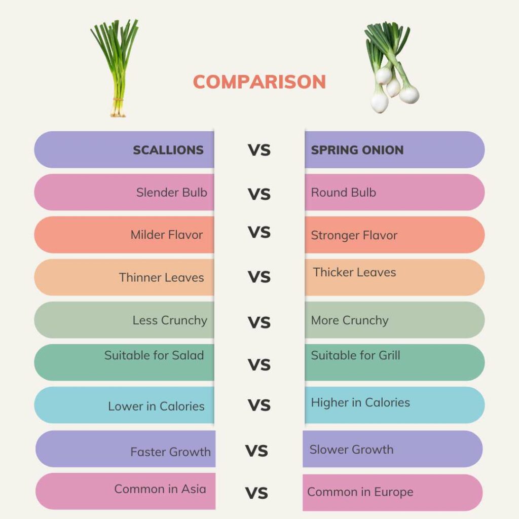 Scallions vs Spring Onion Differences